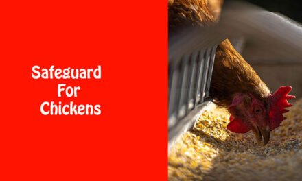 Safeguard For Chickens
