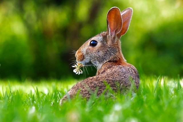 Can Rabbits Eat Cinnamon