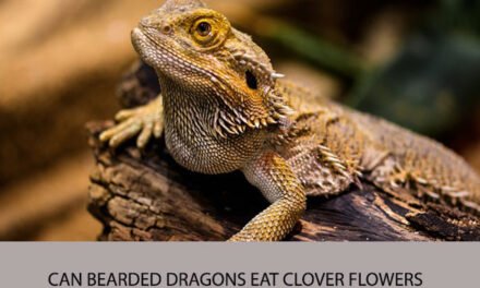 Can Bearded Dragons Eat Clover Flowers