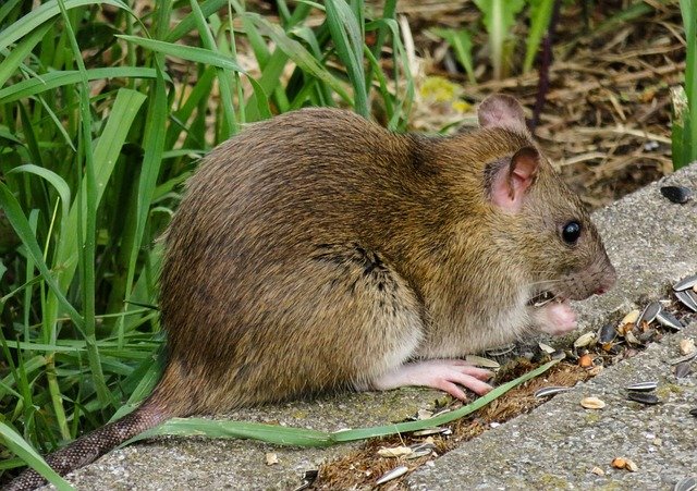 Can rats eat chinchilla food