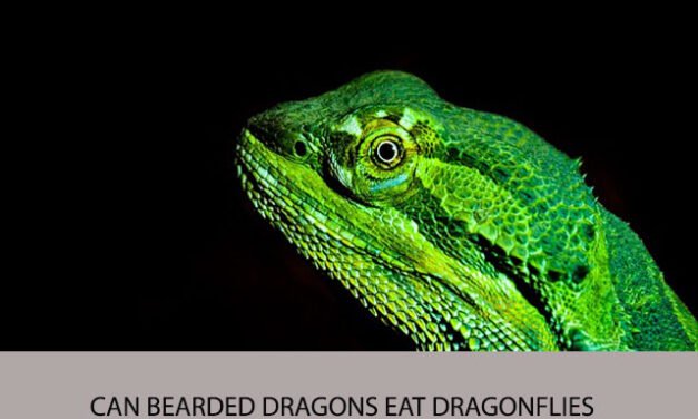 Can Bearded Dragons Eat Dragonflies
