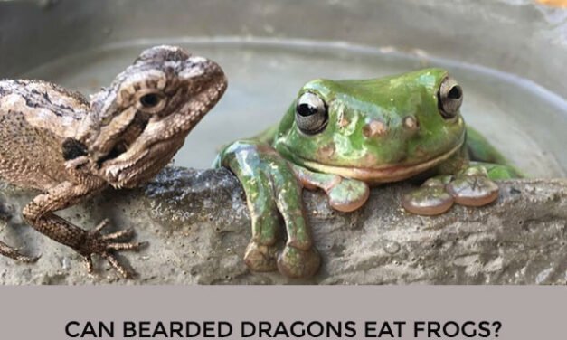 Can Bearded Dragons Eat Frogs?