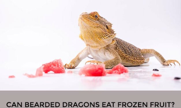 Can Bearded Dragons Eat Frozen Fruit?