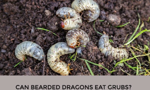Can Bearded Dragons Eat Grubs?
