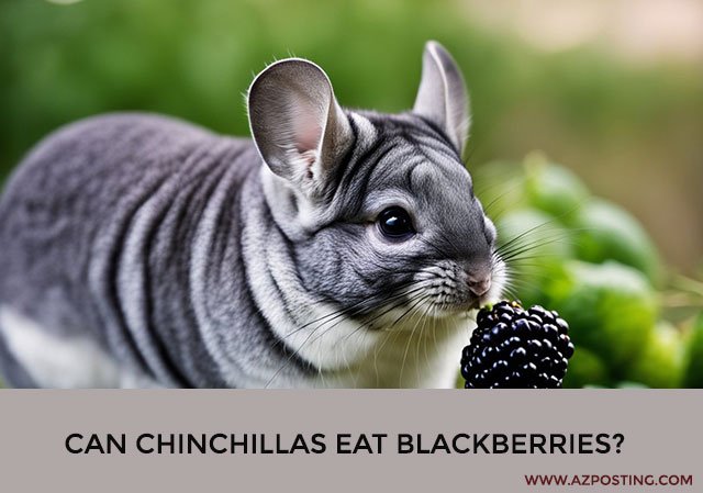 Can Chinchillas Eat Blackberries?