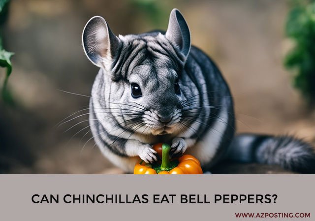 Can Chinchillas Eat Bell Peppers?
