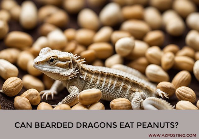 Can Bearded Dragons Eat Peanuts?