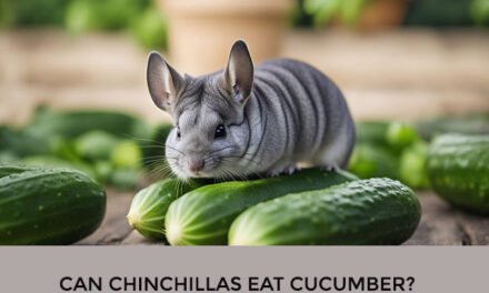 Can Chinchillas Eat Cucumber?