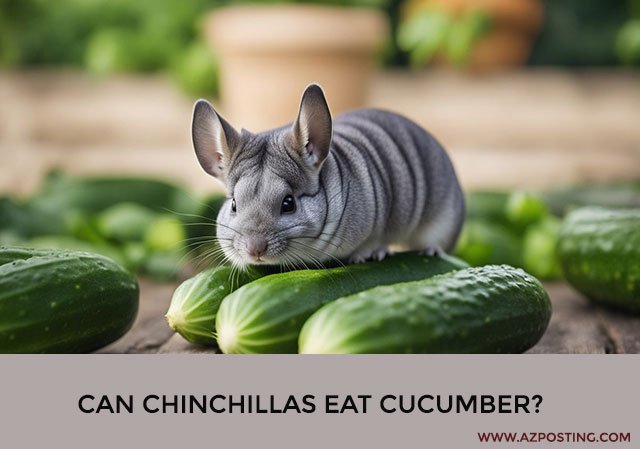 Can Chinchillas Eat Cucumber?