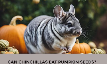 Can Chinchillas Eat Pumpkin Seeds?