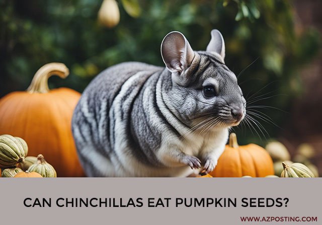 Can Chinchillas Eat Pumpkin Seeds?