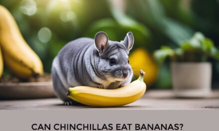 Can Chinchillas Eat Bananas?