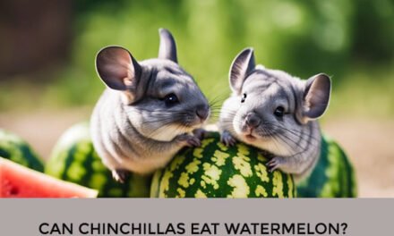 Can Chinchillas Eat Watermelon?
