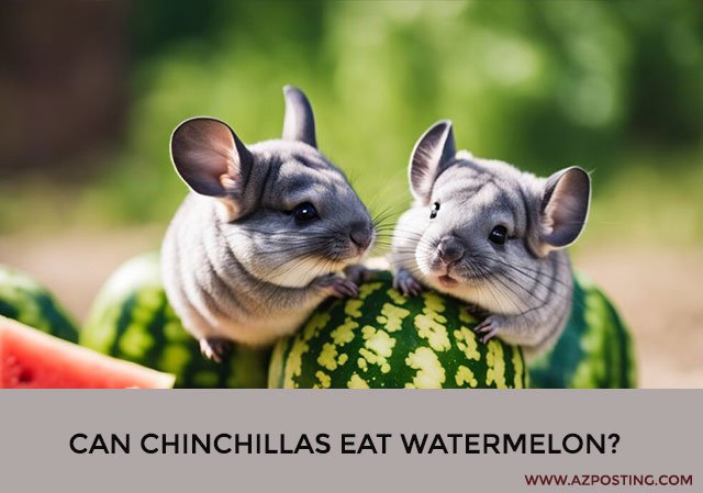 Can Chinchillas Eat Watermelon?