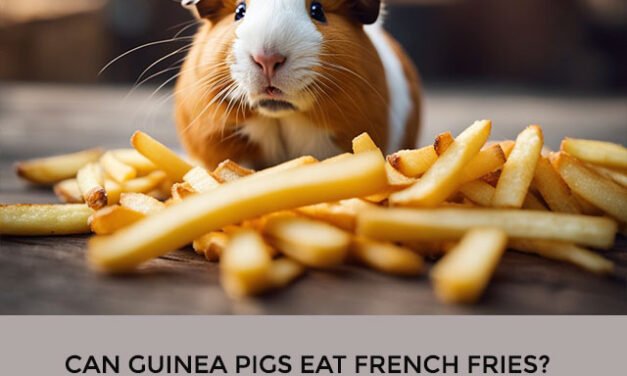 Can Guinea Pigs Eat French Fries?