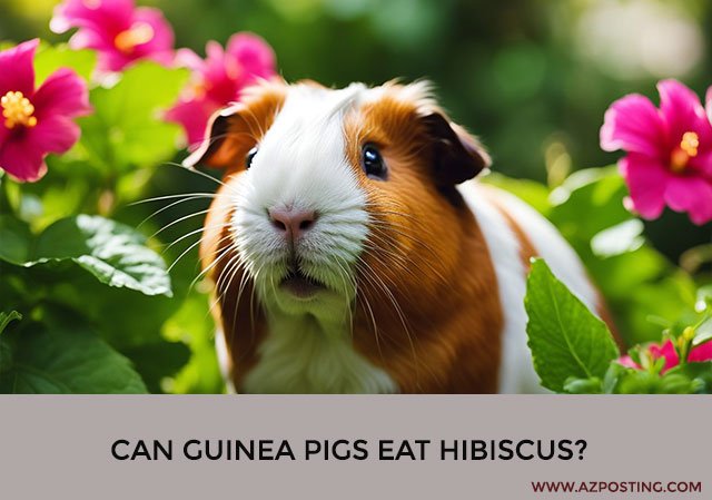 Can Guinea Pigs Eat Hibiscus?