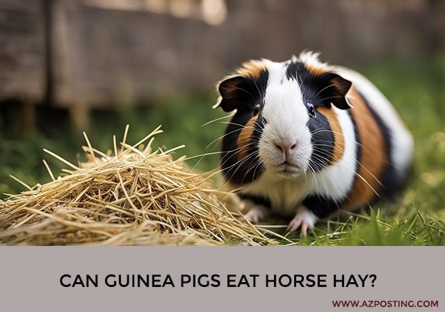 Can Guinea Pigs Eat Horse Hay?