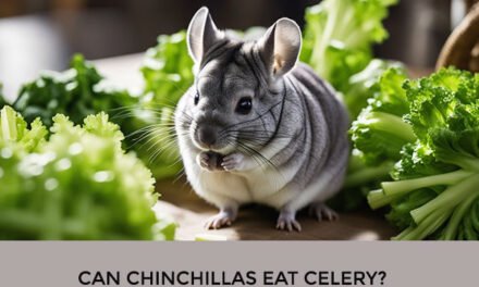 Can Chinchillas Eat Celery?