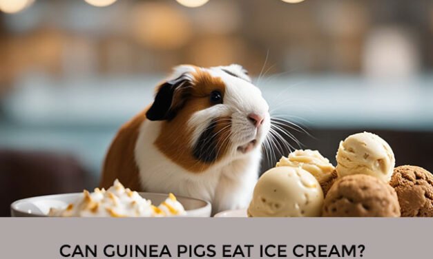 Can Guinea Pigs Eat Ice Cream?