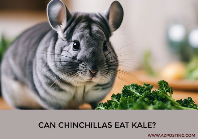 Can Chinchillas Eat Kale?