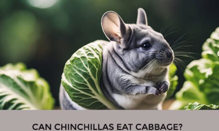 Can Chinchillas Eat Cabbage?