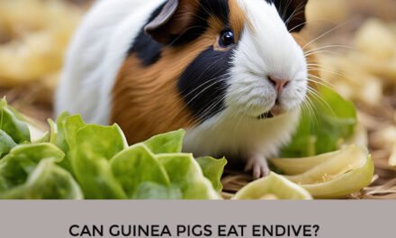 Can Guinea Pigs Eat Endive?