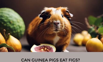 Can Guinea Pigs Eat Figs?