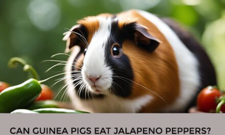 Can Guinea Pigs Eat Jalapeno Peppers?