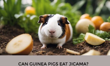 Can Guinea Pigs Eat Jicama?