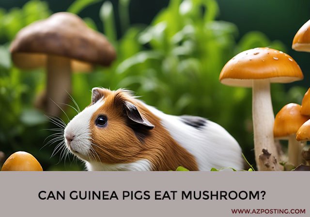 Can Guinea Pigs Eat Mushroom?