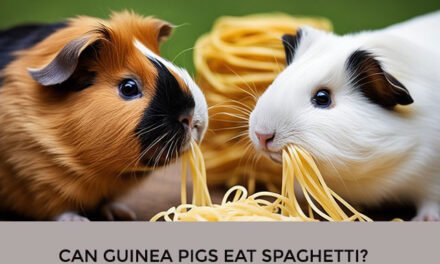 Can Guinea Pigs Eat Spaghetti?