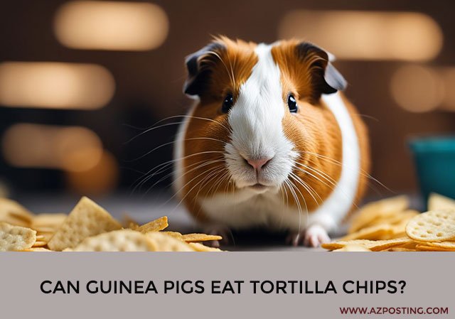 Can Guinea Pigs Eat Tortilla Chips?