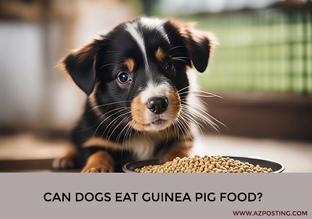 Can Dogs Eat Guinea Pig Food?