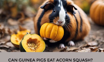 Can Guinea Pigs Eat Acorn Squash?