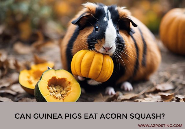 Can Guinea Pigs Eat Acorn Squash?