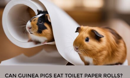 Can Guinea Pigs Eat Toilet Paper Rolls?