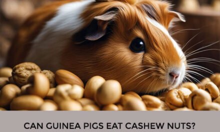 Can Guinea Pigs Eat Cashew Nuts?