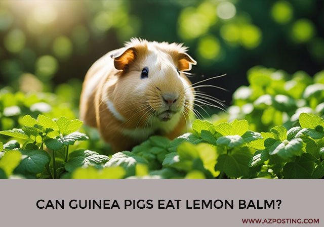 Can Guinea Pigs Eat Lemon Balm?