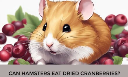Can Hamsters Eat Dried Cranberries?