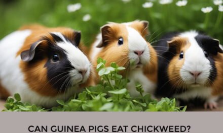 Can Guinea Pigs Eat Chickweed?