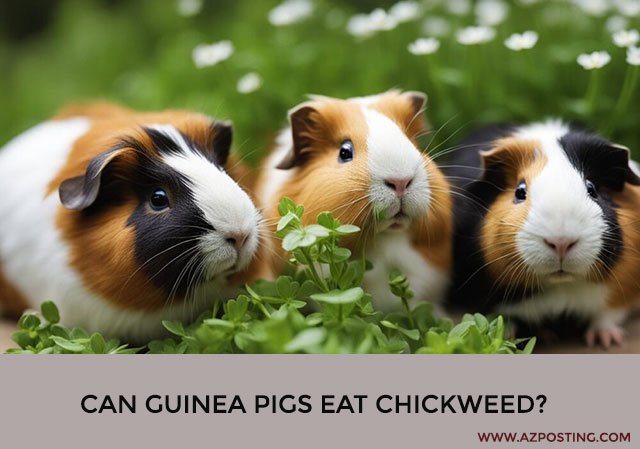 Can Guinea Pigs Eat Chickweed?
