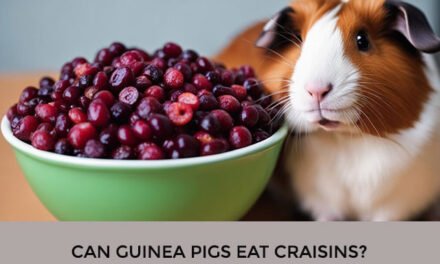Can Guinea Pigs Eat Craisins?