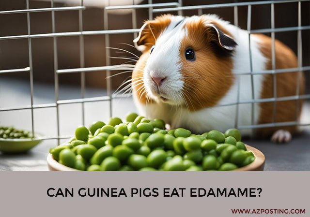 Can Guinea Pigs Eat Edamame?