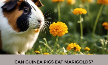 Can Guinea Pigs Eat Marigolds?
