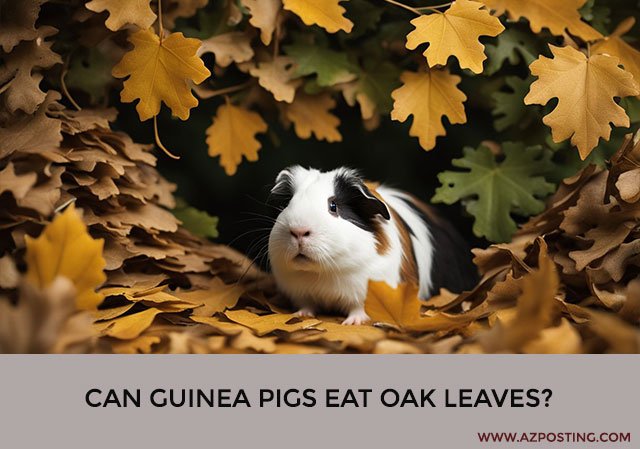 Can Guinea Pigs Eat Oak Leaves?