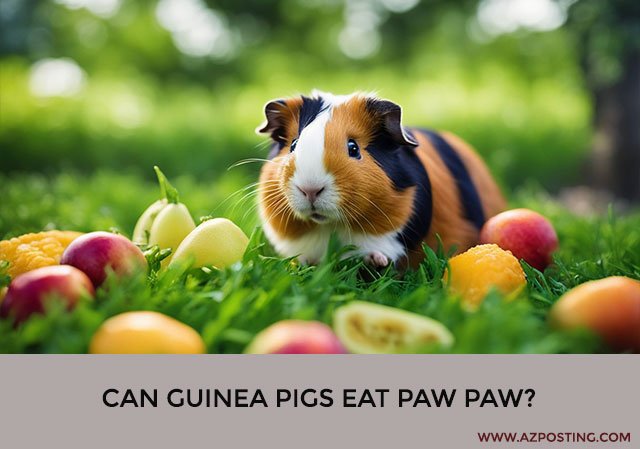 Can Guinea Pigs Eat Paw Paw?