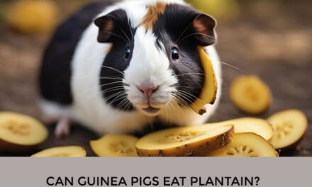 Can Guinea Pigs Eat Plantain?