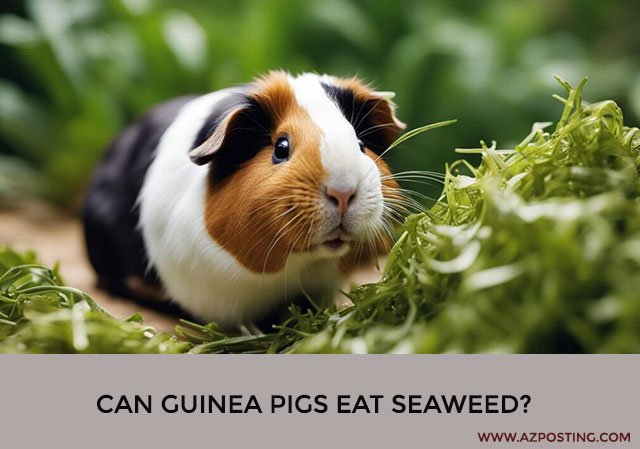 Can Guinea Pigs Eat Seaweed?