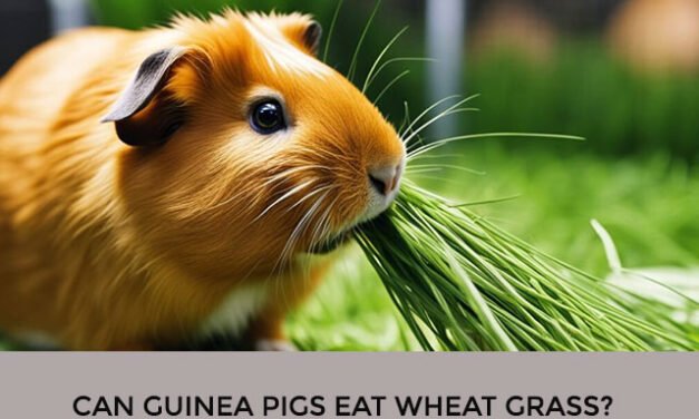 Can Guinea Pigs Eat Wheat Grass?