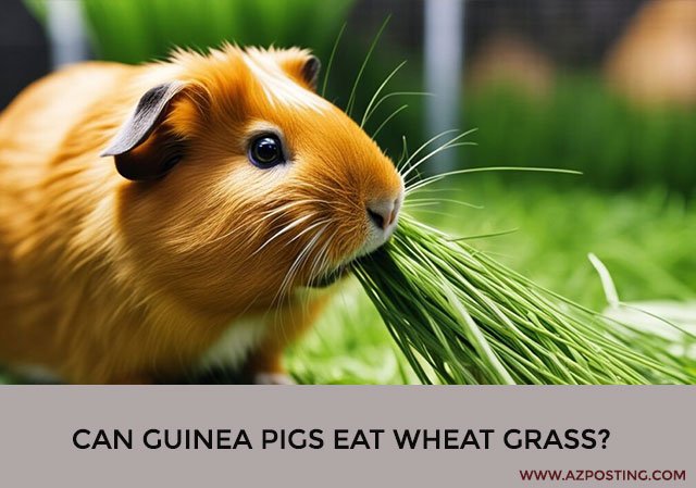 Can Guinea Pigs Eat Wheat Grass?